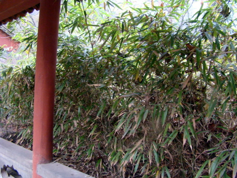 休息,听雨打竹叶 休息,听雨打竹叶