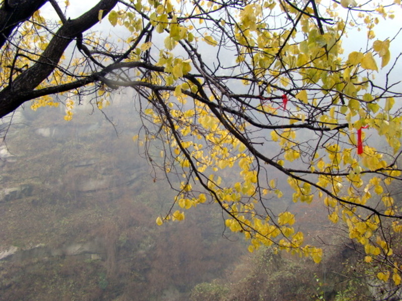 树叶黄了 树叶黄了