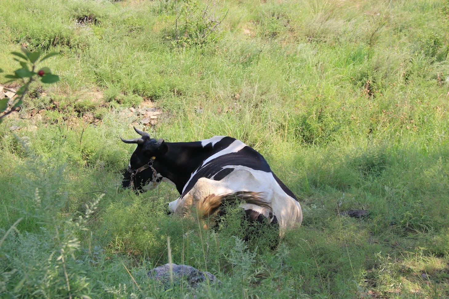 无人看管的奶牛